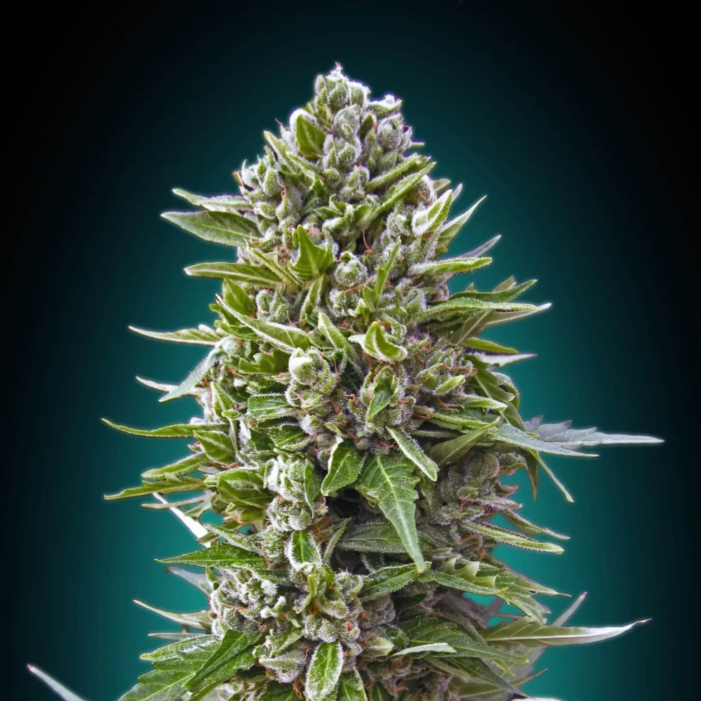 northern lights auto